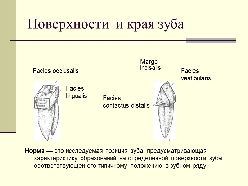 Поверхности  и края зуба Facies : contactus distalis Facies occlusalis Margo incisalis 